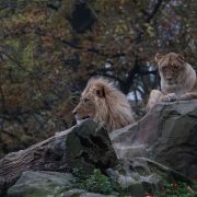 28-Berlin-22-11