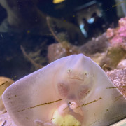 MicrosoftTeams-image-15