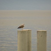 IMG_0933