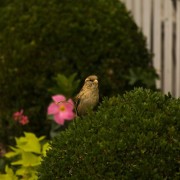 IMG_0960